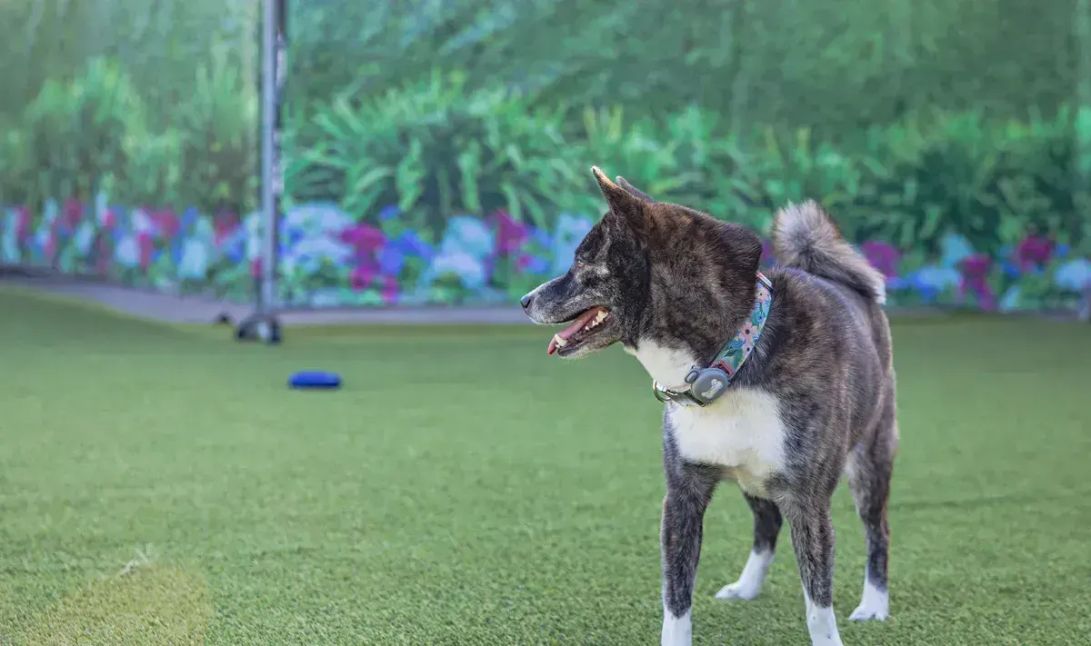 Pet Express 10