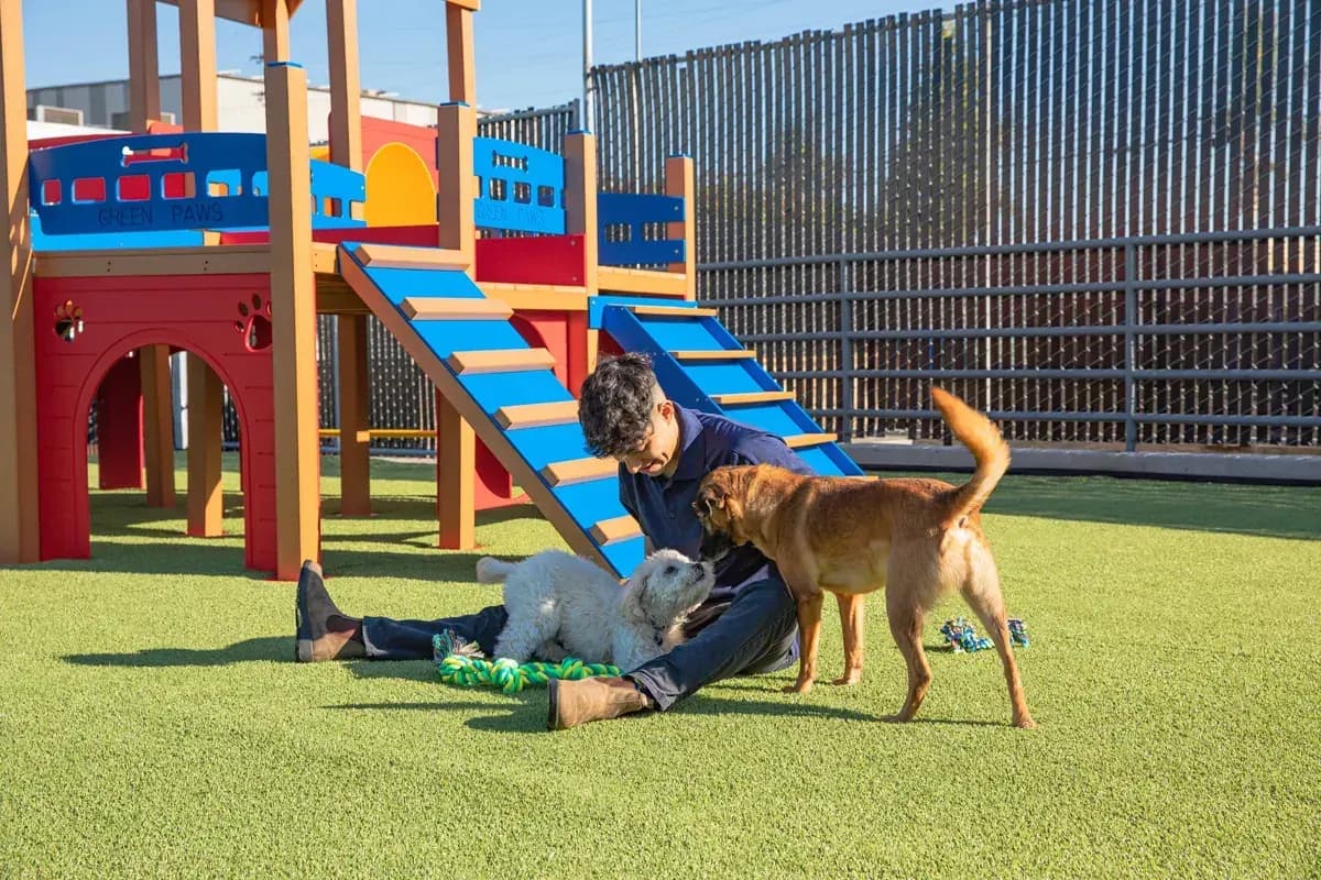 Pet Express 11